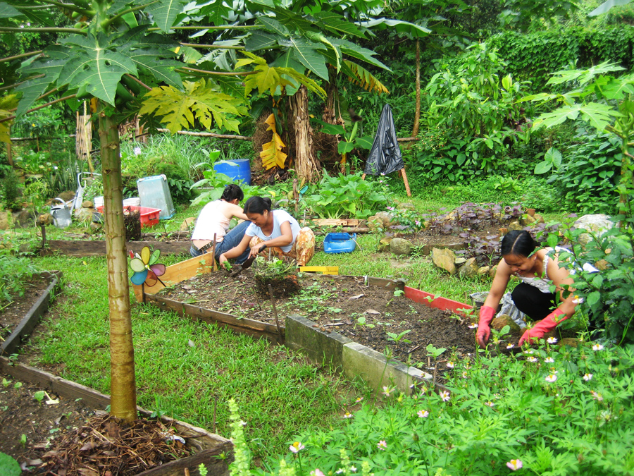 small-scale-agriculture-viable-in-hong-kong