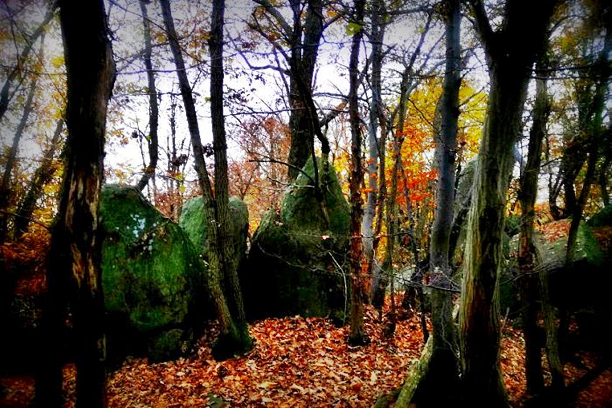 Il Bosco Segreto Delle Streghe