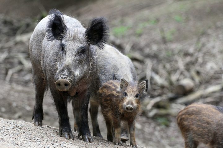 Sweden’s wild boars have ‘extremely high’ radiation levels 31 years ...