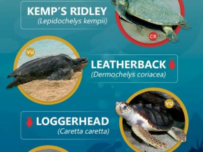 Photo credits from top to bottom: Wikimedia Commons, picryl.com, rawpixel.com, "Hawksbill Sea Turtle (Eretmochelys imbricata) in Lagún, Curaçao" by DRVIP93, used under
CC BY-SA 4.0 / modified image from the original, Lepidochelys kempii, "Kemp's Ridley Sea Turtle, Tamaulipas" by William L. Farr, used under CC BY-SA 4.0 / modified and
flipped image from the original, "Leatherback sea turtle (Dermochelys coriacea), Virgin Islands National Park, 2015" from PicRyl by National Parks Gallery, used under Public
Domain Dedication / modified image from the original, "Loggerhead Sea Turtle (Caretta caretta)" by Brian Gratwicke, used under CC BY 2.0 / modified and flipped image from
original, "Olive ridley sea turtle" by Brad Flickinger, used under CC BY 2.0 / modified and flipped image from original, "Green sea turtle close up" from rawpixel.com, used under
CC0 1.0 Universal / modified image from original, "Flatback hatchling" by Purpleturtle57, used under CC BY-SA 3.0, modified image from original.