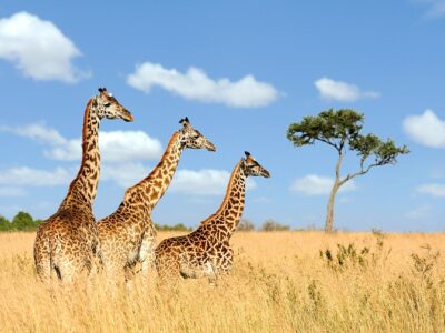 Group giraffe in National park of Kenya, Africa. Wikimedia | Byrdyak